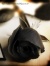 Black Rose-StylistFontOnOrkutz.co.nr